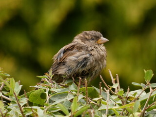 House sparrow (Passer domesticus) - portrait of wet sparrow perched on live-fence, Gdansk, Poland