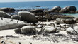 Colônia de Pinguins na Africa do Sul