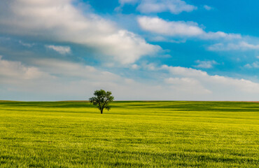  A Lonely Tree in the Middle of a Green Field in Summer