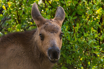 Wall Mural - An Adorable Moose Calf Foraging for Food in a Willow Patch