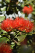 Closeup shot of a red Southern rata flower on a blurred background