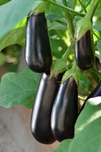 Eggplants, Known As Aubergine Or Brinjal, Is A Plant Species In The Nightshade Family Solanaceae. Eggplants Is Grown Worldwide As An Edible Vegetable.