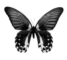 Butterfly Scarlet Mormon Or Red Mormon. Black And White Butterfly For Design. Butterfly Isolated On A White
