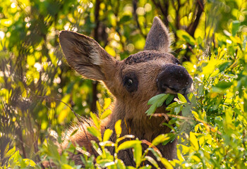 Wall Mural - Newborn Moose Calf Grazing in a Willow Patch