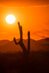 Sun sets in fire red sky behind saguaro cactus, vertical photo