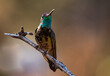 Rivoli's Hummingbird Perched on a Branch in the Arizona Desert