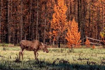 Wall Mural - A Young Moose Calf Grazing in front of a Burnt Forest