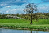 Fototapeta Tęcza - wiosenny krajobraz z wielkim samotnym drzewem bez liści i kwitnącymi zaroślami, słoneczna wiosenna pogoda nad rzeką