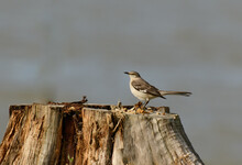 A Northern Mockingbird Perched On A Tree Stump