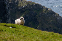 Landscape Of Cliffs Covered In Greenery With Sheep Grazing On It Surrounded By The Sea In Ireland