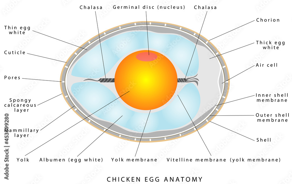Chicken Egg Anatomy The Internal Structure Of A Bird Egg Bird Anatomy Bird, Chicken Egg Anatomy