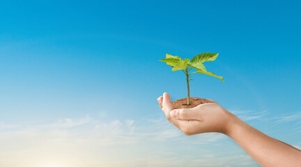 Canvas Print - hand holding tree on sky nature background. eco earth day concept.