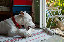 Jack Russell Terrier Enjoy To Chewing Bone At Home.