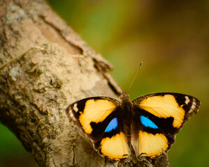 Wall Mural - butterfly on a tree