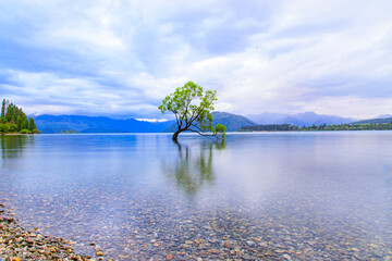 Wanaka tree at lake wanaka, New Zealand.