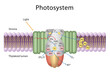 Photosystems are functional and structural units of protein complexes involved in photosynthesis