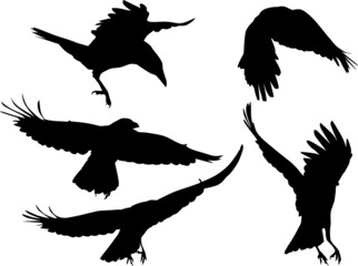 Sticker - group of five crows black silhouettes