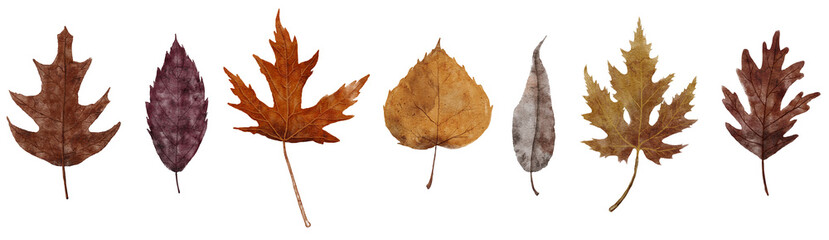 watercolor autumn leaves collection. set of fall leaves in pastel colors. oak, maple, birch and will