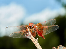 Red And Yellow Dragonfly. Trithemis Kirbyi