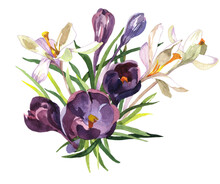 White And Purple Crocuses Bouquet Watercolor Ioslated On White Background Illustration For All Prints.