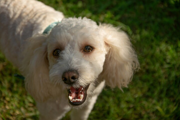 Poster - Closeup shot of a white poodle looking at the camera in a garden