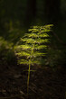 close up of forest horsetail on dark background.