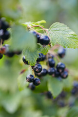 Poster - black currant growing in garden