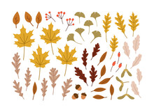 Hand-drawn Set Of Autumn Leaves. Ginko Leaves, Red Oak, White Oak, Maple, Elm, Maple Seeds, Berries, Acorn. Concept Of Fall, Autumn, Nature, Forest Plants, Tree Foliage. Colored Vector Illustration. 