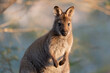 Closeup of a red-necked wallaby in the wild