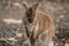 Closeup Of A Red-necked Wallaby Joey In The Wild Looking At The Camera
