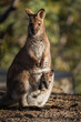 Closeup of a red-necked wallaby with a joey in its pouch