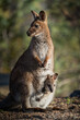Closeup of a red-necked wallaby with a joey in its pouch