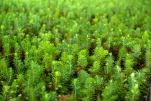 Green Seedlings Of Coniferous Trees. A Greenhouse For Growing Plants And Trees.