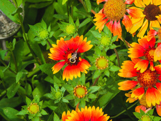 Wall Mural - bee on the last of the painted daisies for the year