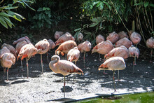 Flamingos With Long Legs