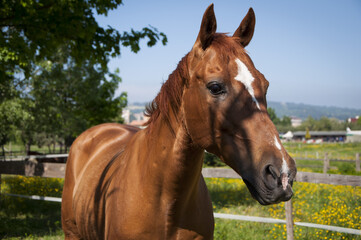 Poster - Close-up shot of a beautiful Cavalli Arabian horse in the field on a sunny day