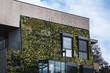 Bepflanzte Fassade an einem Bürogebäude - vertikaler Garten