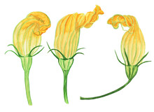 Three Yellow Flower Of Zucchini Or Pumpkin With Branch Isolated On White Background. Watercolor Hand Drawing Illustration.