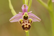 Closeup on the pink flower of the woodcock bee orchid, Ophrys scolopax