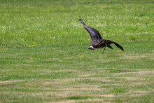 A Sparrowhawk Vulture Flying Low Over The Lawn.