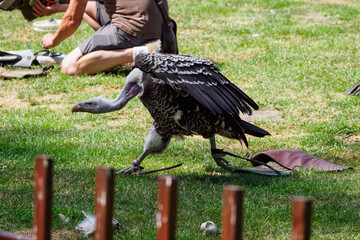 Poster - The Sparrowhawk Vulture walks across the grass behind the fence.