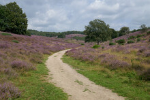 Purple Blooming Heather Hills At National Park The Posbank In The Netherlands