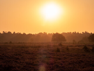 Wall Mural - Early morning landscape with trees, fog, heather and upcoming sun