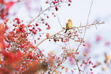 Yellow Bird Eating Berries On Red Bush In Autumn Time
