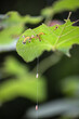 Viele kleine gelbe Raupen sitzen unter einem Blatt eines Baums.