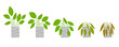 Houseplants in gray pots. Phases of wilting of plants, without care and watering. Flat image isolated on white background. Vector illustration.
