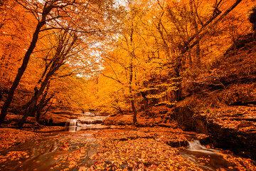 Wall Mural - Autumn in the forest, deciduous trees and waterfalls. Defoliation time.