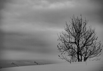 Wall Mural - tree in the fog