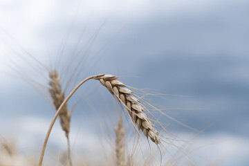 A beautiful landscape with a stalk of ripe rye on a blue sky background. Background of nature. Stem with seed for cereal bread. Agriculture harvest growth. Selective focus. The poster.