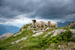 Valais Blacknose sheep with lamb in Valais on a rainy summer day